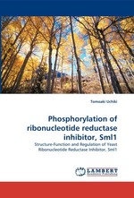 Phosphorylation of ribonucleotide reductase inhibitor, Sml1. Structure-Function and Regulation of Yeast Ribonucleotide Reductase Inhibitor, Sml1