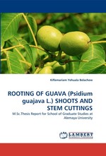 ROOTING OF GUAVA (Psidium guajava L.) SHOOTS AND STEM CUTTINGS. M.Sc.Thesis Report for School of Graduate Studies at Alemaya University