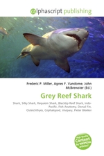 Grey Reef Shark