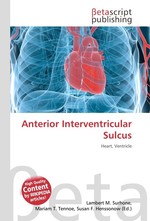 Anterior Interventricular Sulcus