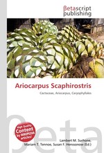 Ariocarpus Scaphirostris