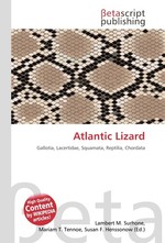 Atlantic Lizard