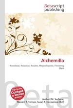 Alchemilla