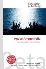 Agave Angustifolia