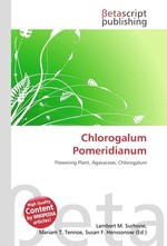 Chlorogalum Pomeridianum