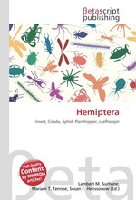 Hemiptera