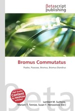 Bromus Commutatus