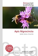 Apis Nigrocincta