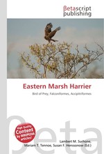 Eastern Marsh Harrier