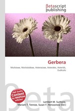 Gerbera