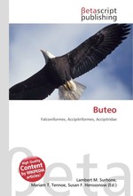 Buteo