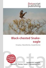 Black-chested Snake-eagle