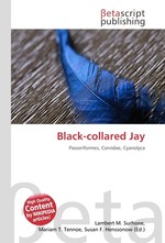 Black-collared Jay