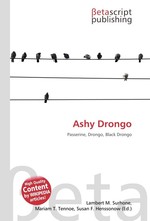 Ashy Drongo