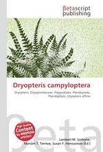 Dryopteris campyloptera