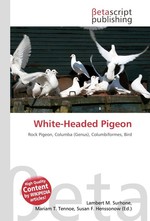 White-Headed Pigeon