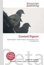 Crested Pigeon