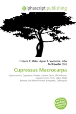 Cupressus Macrocarpa