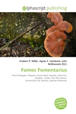 Fomes Fomentarius