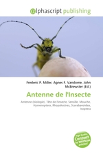 Antenne de lInsecte