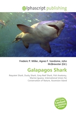 Galapagos Shark