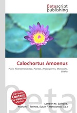 Calochortus Amoenus