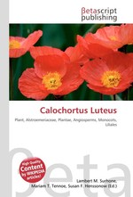 Calochortus Luteus