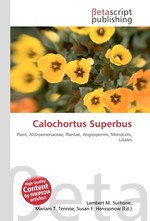 Calochortus Superbus