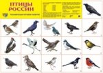 Птицы России. Демонстрационные плакаты