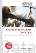 East Asian Tailless Leaf-Nosed Bat
