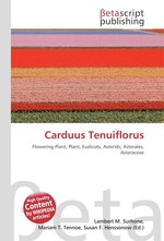 Carduus Tenuiflorus