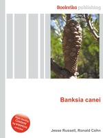 Banksia canei