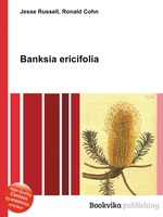 Banksia ericifolia