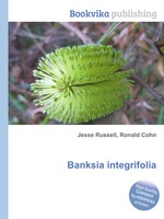 Banksia integrifolia