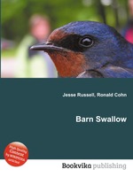 Barn Swallow