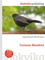 Common Blackbird