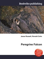 Peregrine Falcon