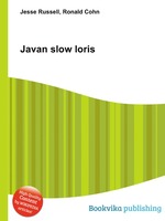 Javan slow loris