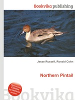 Northern Pintail