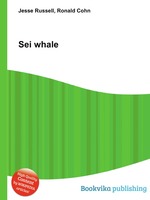 Sei whale