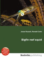 Bigfin reef squid