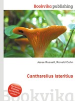 Cantharellus lateritius