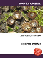 Cyathus striatus