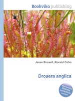 Drosera anglica