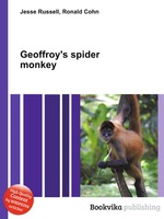 Geoffroy`s spider monkey