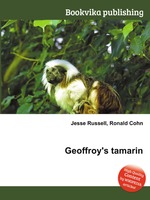 Geoffroy`s tamarin