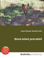 Black-tailed jackrabbit