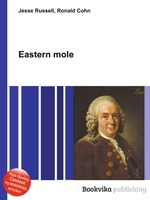 Eastern mole