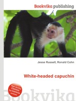 White-headed capuchin