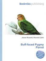 Buff-faced Pygmy Parrot